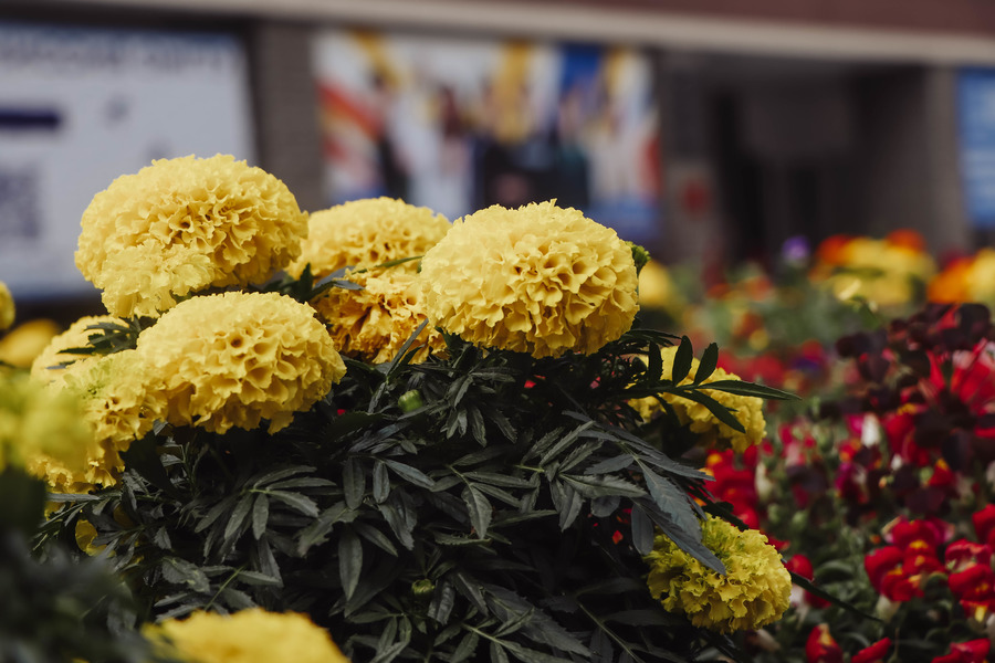 ������������ ������������ ����� � ������������� ������� ����!