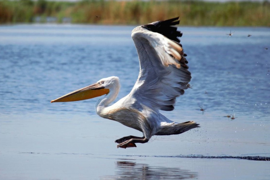 �������� ����� ����������� ����� ���������� ��������